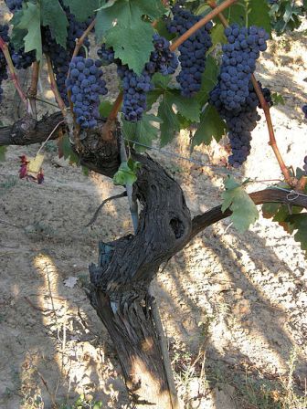 Viñedos en el Alt Vinalopo