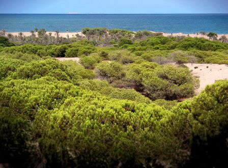 Dunas de Guardamar del Segura