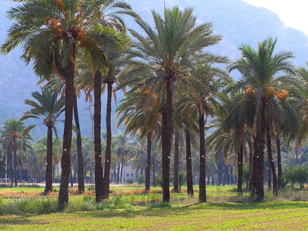 Palmeral de San Anton de Orihuela