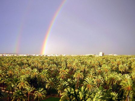 El Palmeral de Europa en Elche, patrimonio Unesco