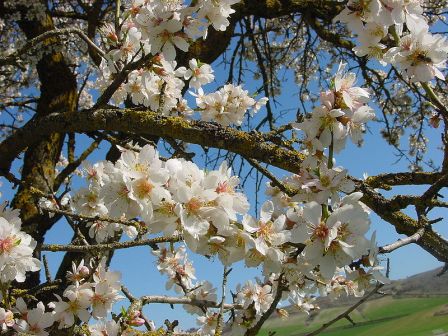 Almendros en flor