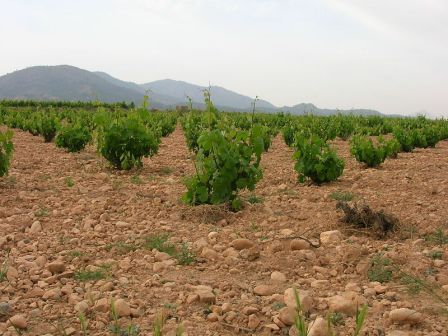 Viñedos del Vinalopó