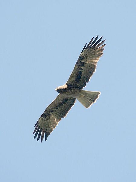 Fauna en el Peñagolosa