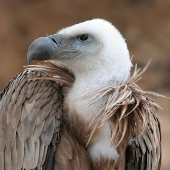 Fauna en el alto Mijares