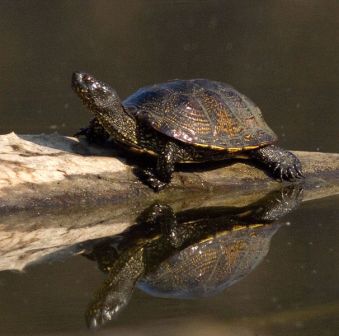reptiles de las marjales