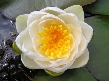 Nenufar Blanco dels Estanys
