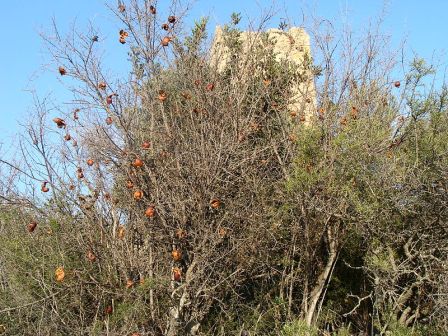 Botánica La Costera