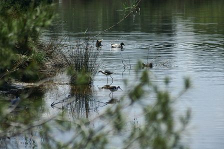 Un pedacito de la Albufera